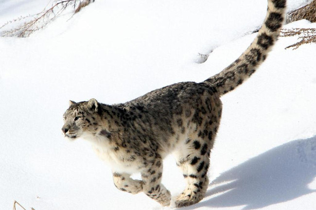 scientists-have-discovered-3-new-species-of-snow-leopard-picture-1-Z5ChHZDjY.jpg