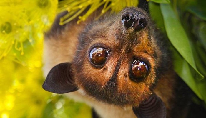 why-did-bats-survive-carrying-deadly-virus-picture-1-dTTZcWPxz.jpg