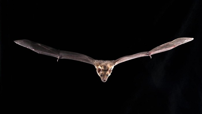 why-did-bats-survive-carrying-deadly-virus-picture-2-1CGft0REk.jpg