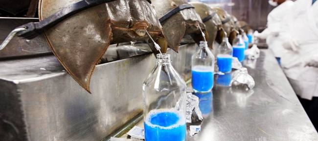 the-7-most-expensive-liquids-on-the-planet-the-most-expensive-scorpion-venom-2133-billion-vnd-liter-picture-3-40Y10hbFS.jpg